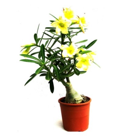 Adenium Yellow